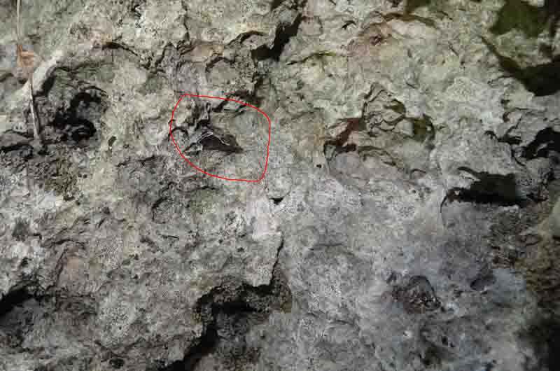 solo perch�....l''ho vista appoggiarsi ! - Hypena crassalis